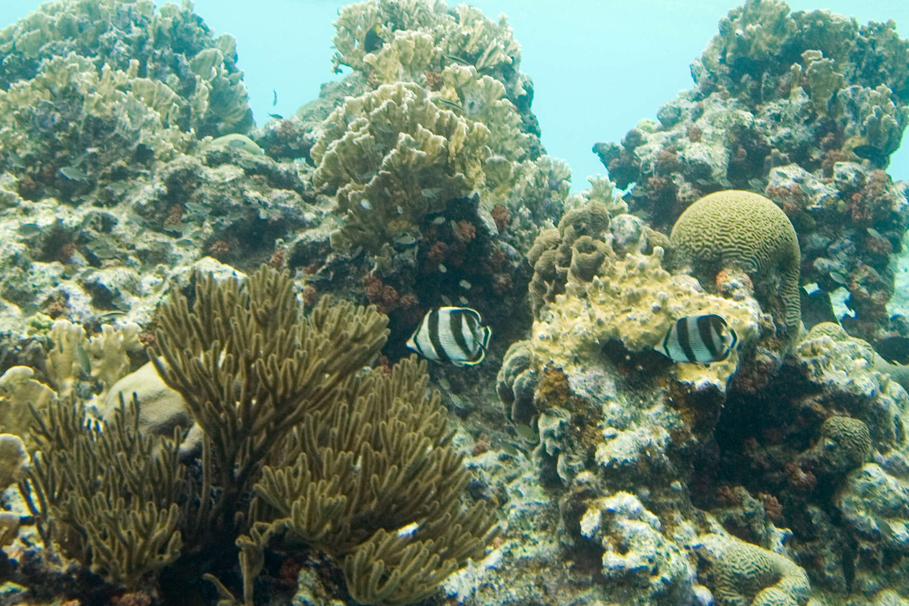 Image of Banded Butterflyfish