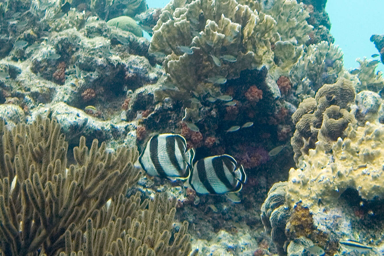 Image of Banded Butterflyfish