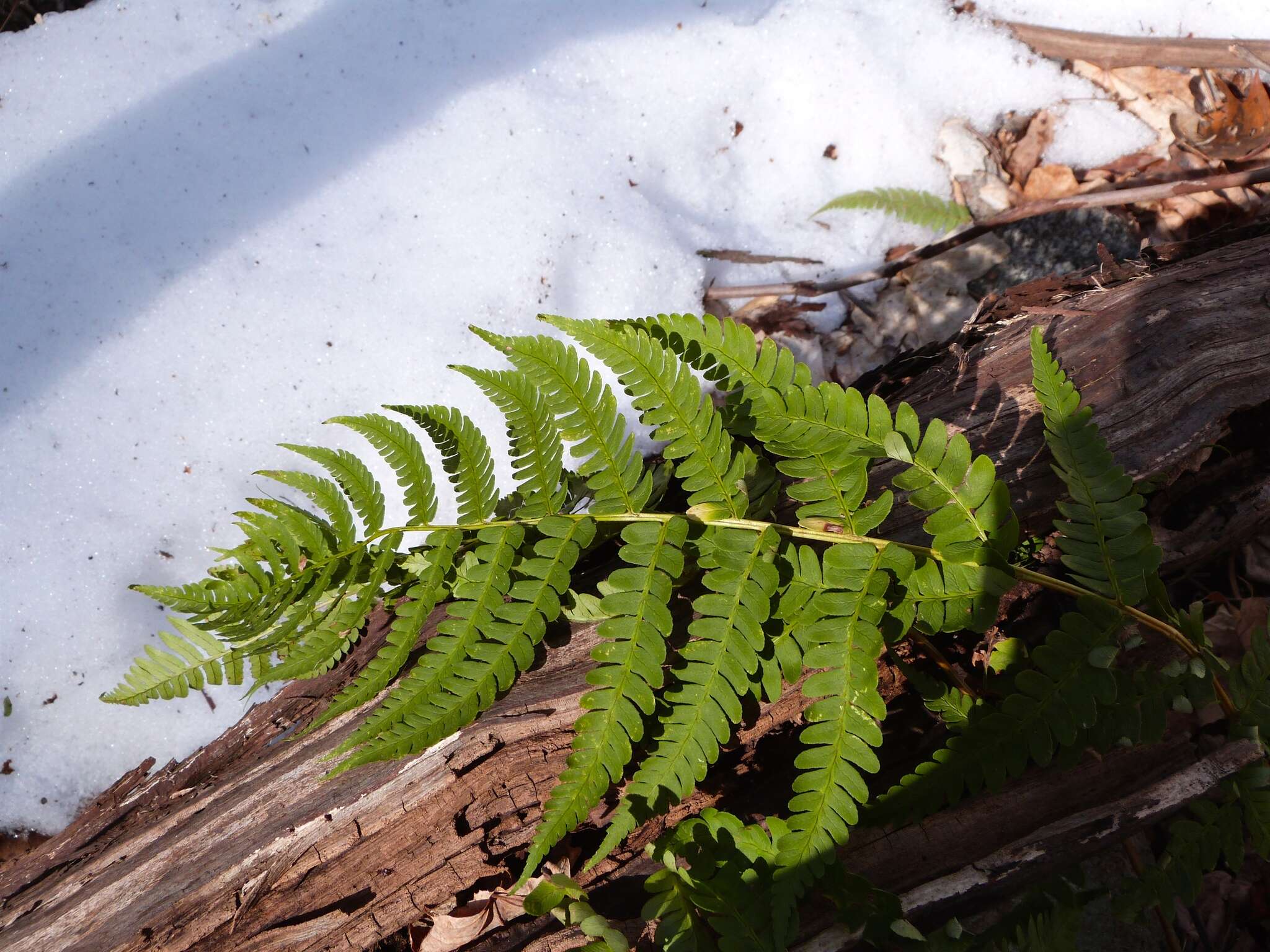 Sivun Dryopteris marginalis (L.) Gray kuva