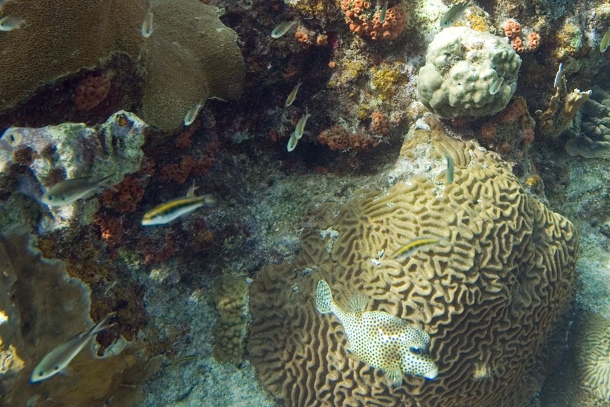 Image of Spotted Trunkfish