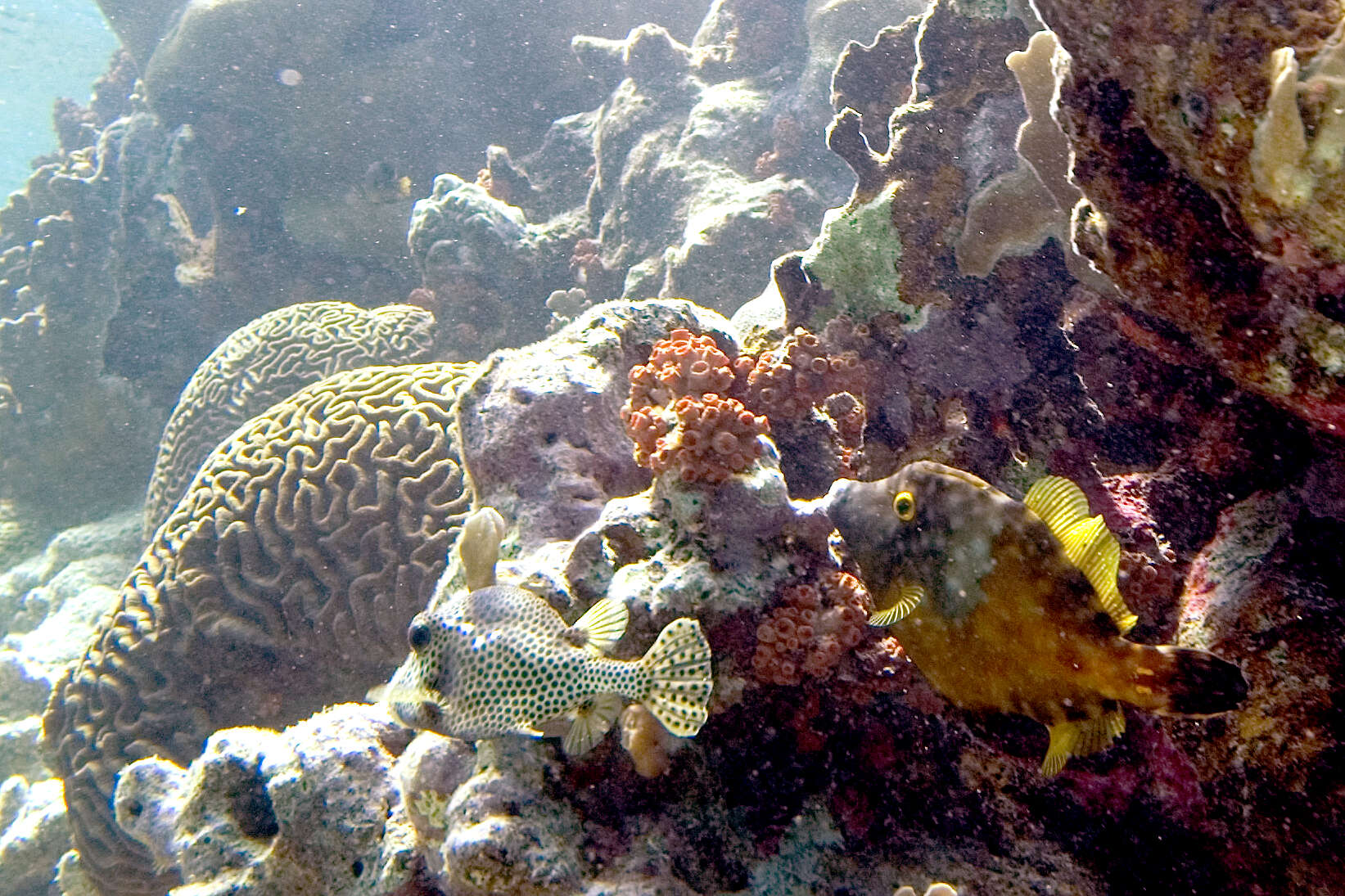 Image of Spotted Trunkfish