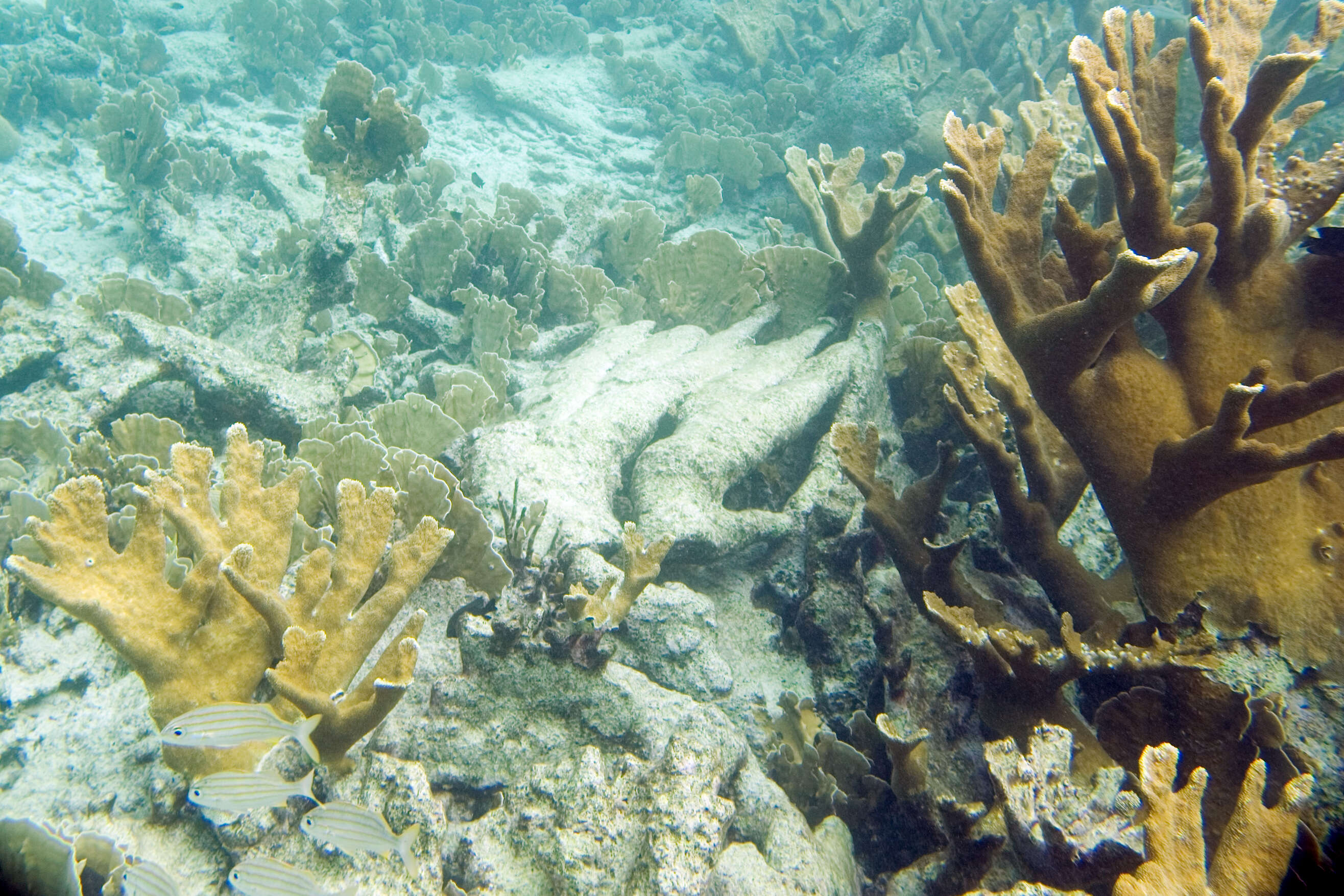 Image of Elkhorn Coral