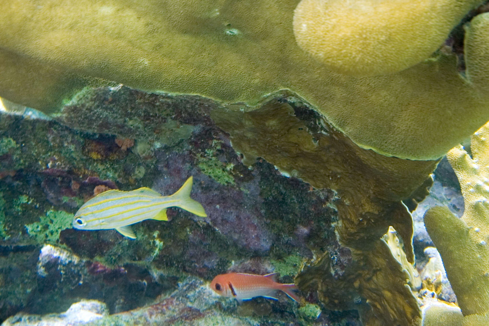 Image of Big-eyed Squirrelfish