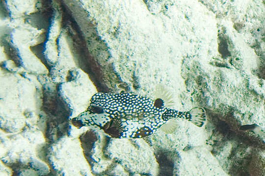 Image of Lactophrys triqueter