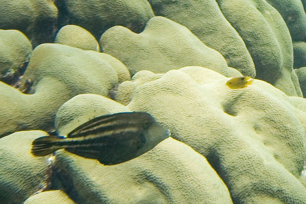 Image of Orangespotted Filefish