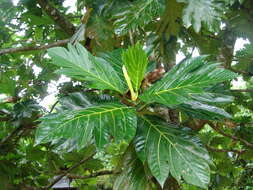 Image of Breadfruit Tree