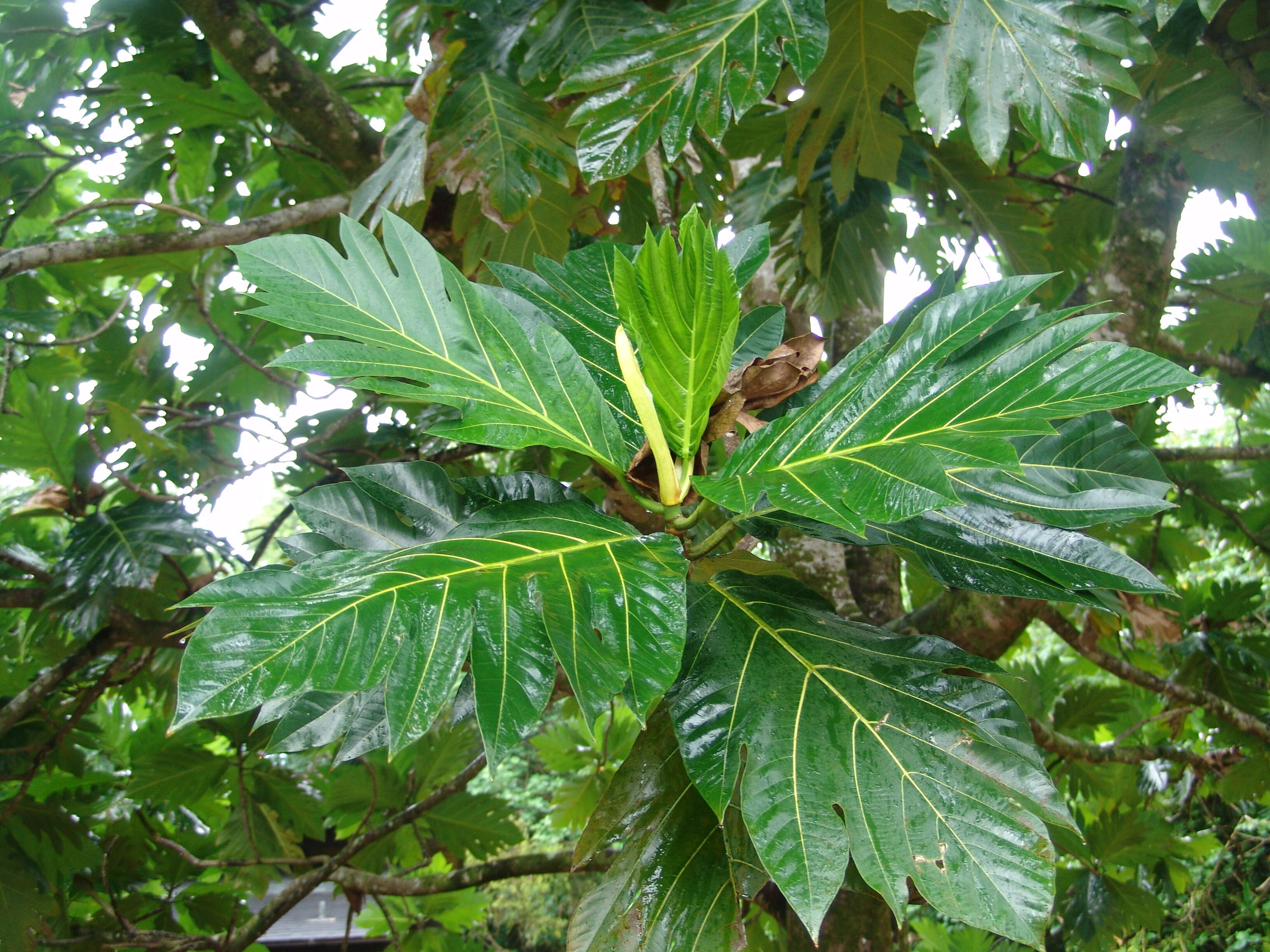 Image of Breadfruit Tree