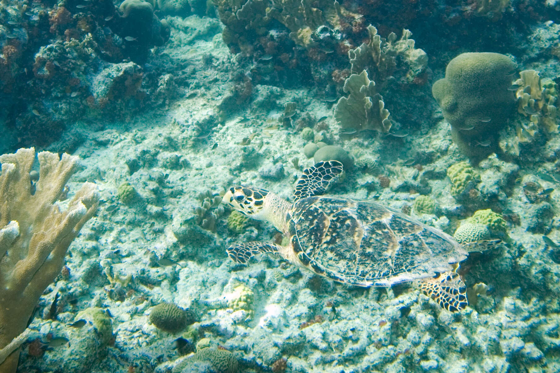 Image of Eretmochelys