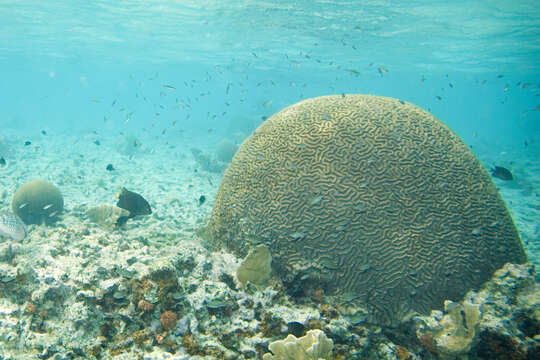 Image of Thin finger coral