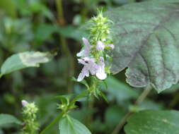 Image of Smooth Hedge-Nettle