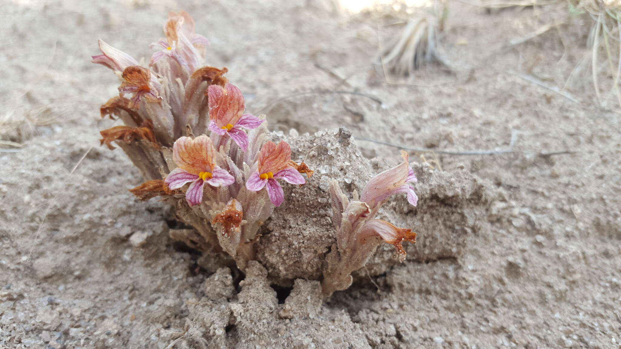 Image of Aphyllon corymbosum (Rydb.) A. C. Schneid.