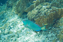 Image of Dark Green Parrotfish