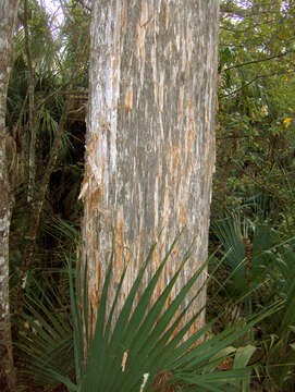 Image of Eastern Juniper