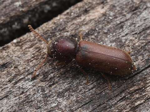 Image of Fan-bearing wood-borer