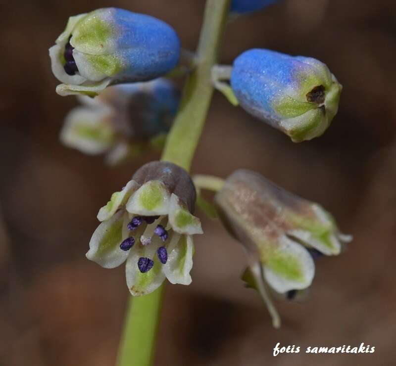 Image of Bellevalia dubia subsp. boissieri (Freyn) Feinbrun