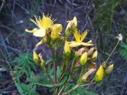 Image of Hypericum elegans Steph. ex Willd.