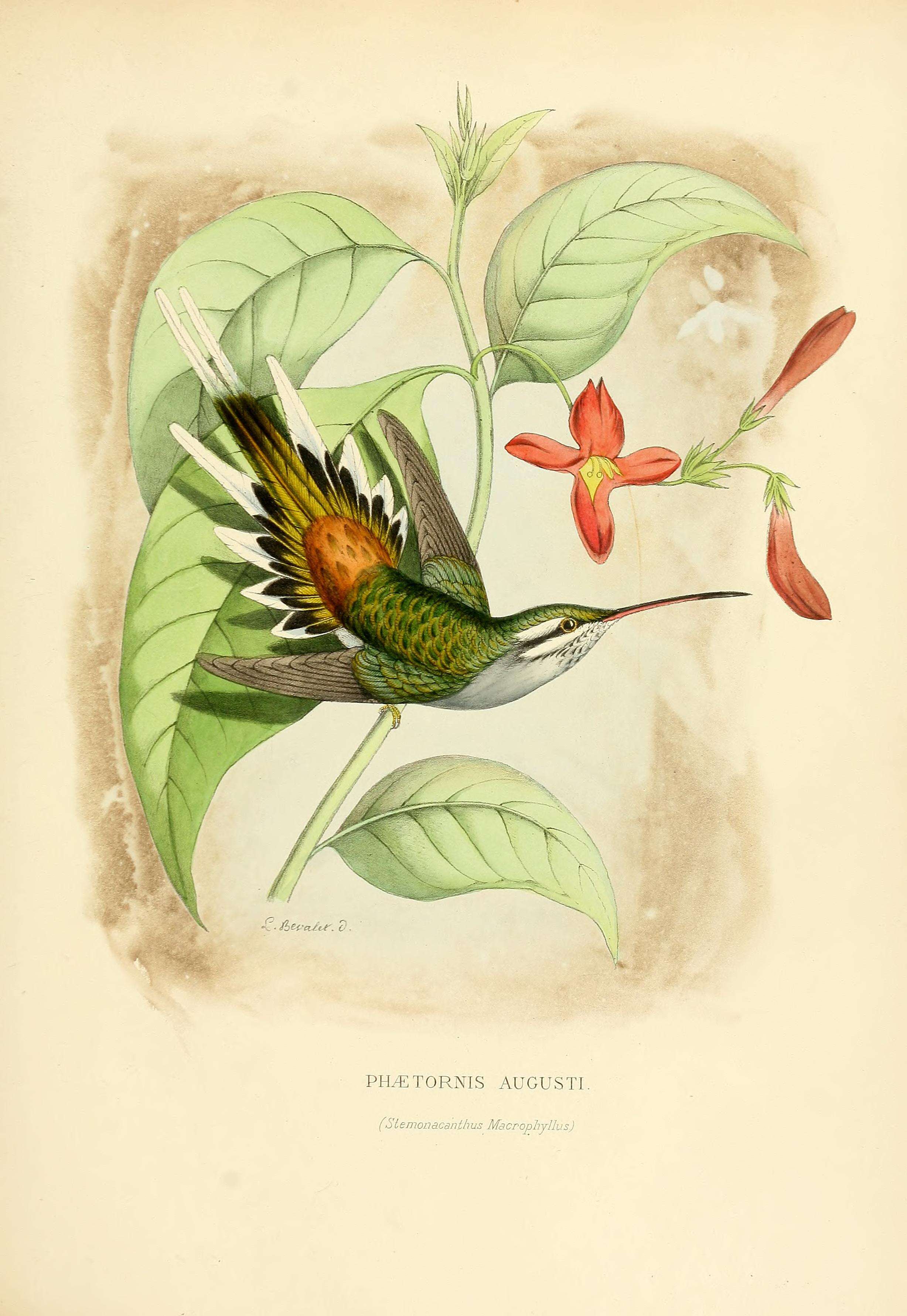 Image of Sooty-capped Hermit