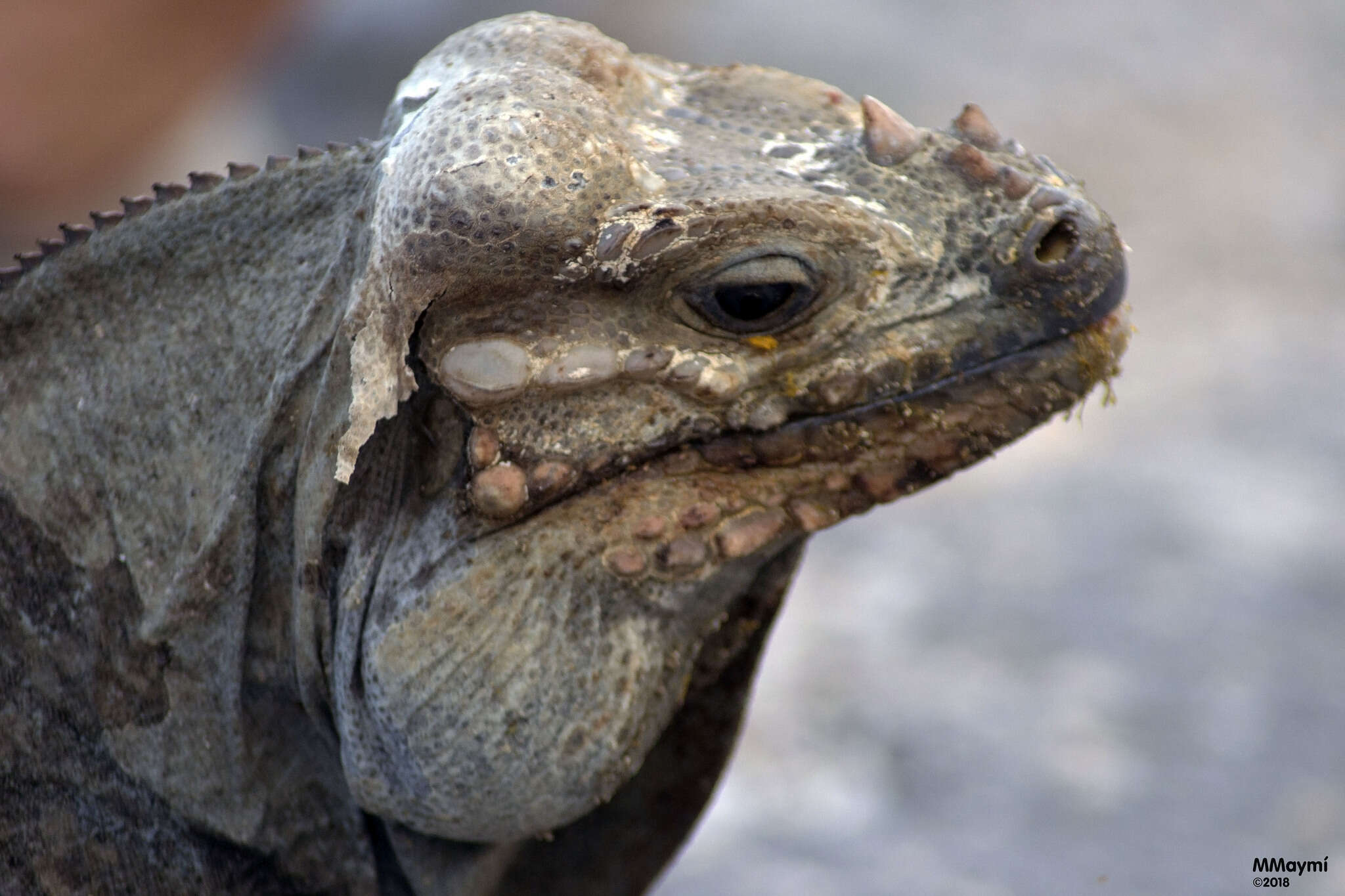 Image of Hispaniolan rhinoceros iguana