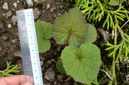 Sivun Gunnera macrophylla Bl. kuva