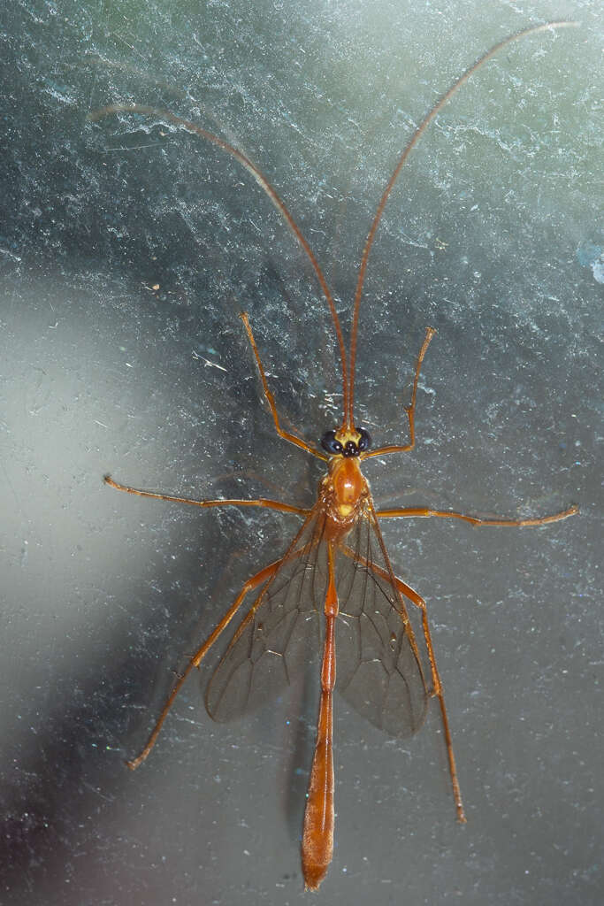 صورة Enicospilus flavostigma Hooker 1912