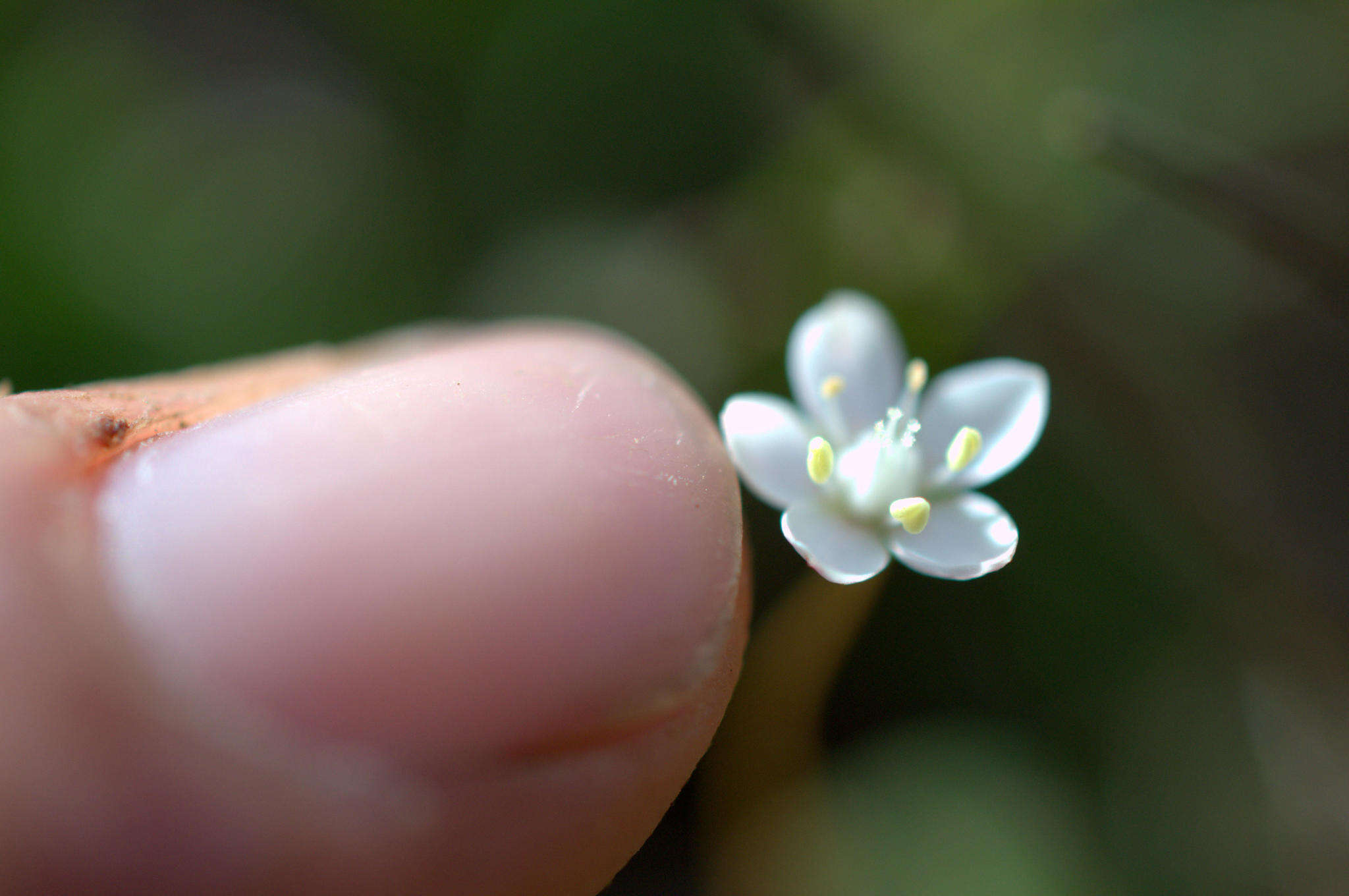 Image of Crassula capensis var. albertiniae (Schönl.) Tölken