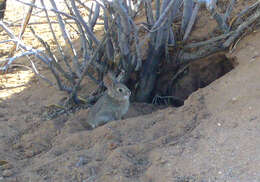 Image of Audubon's Cottontail