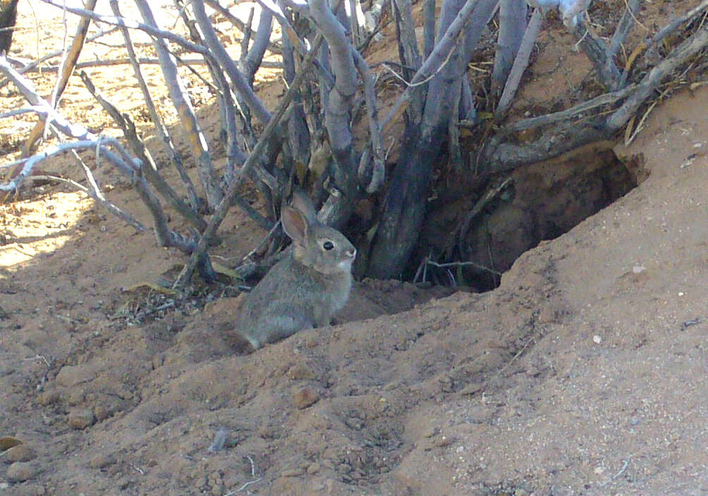 Image of Audubon's Cottontail