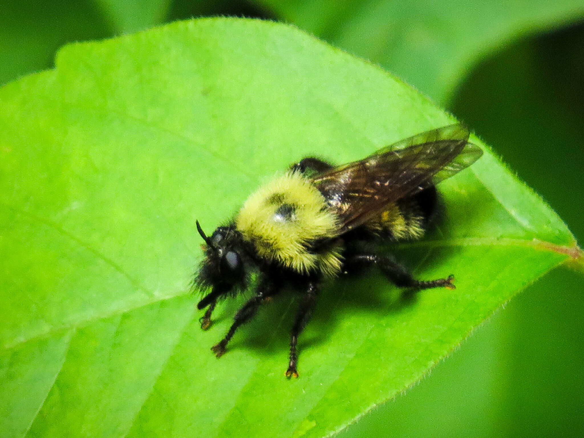 Image of Laphria thoracica Fabricius 1805