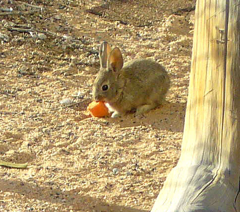 Image of Audubon's Cottontail