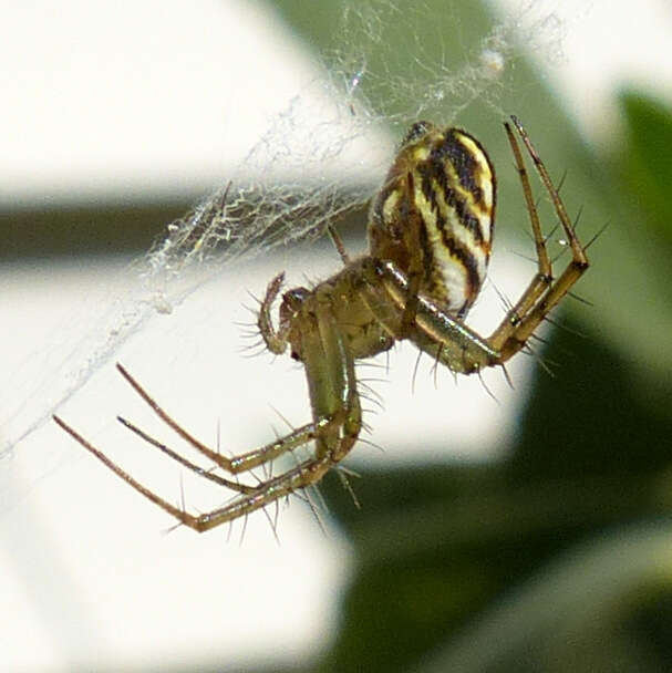 Image of Lined Orbweaver