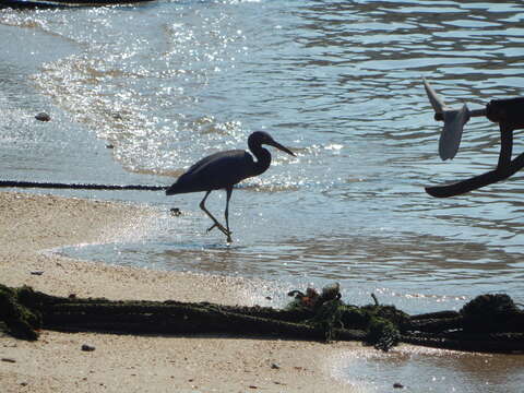 Image of Eastern Reef Egret