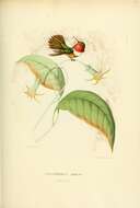 Image of Selasphorus Swainson 1832