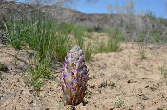 Image of Cistanche salsa (C. A. Mey.) G. Beck