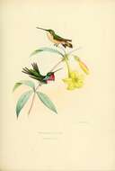 Plancia ëd Calothorax pulcher Gould 1859