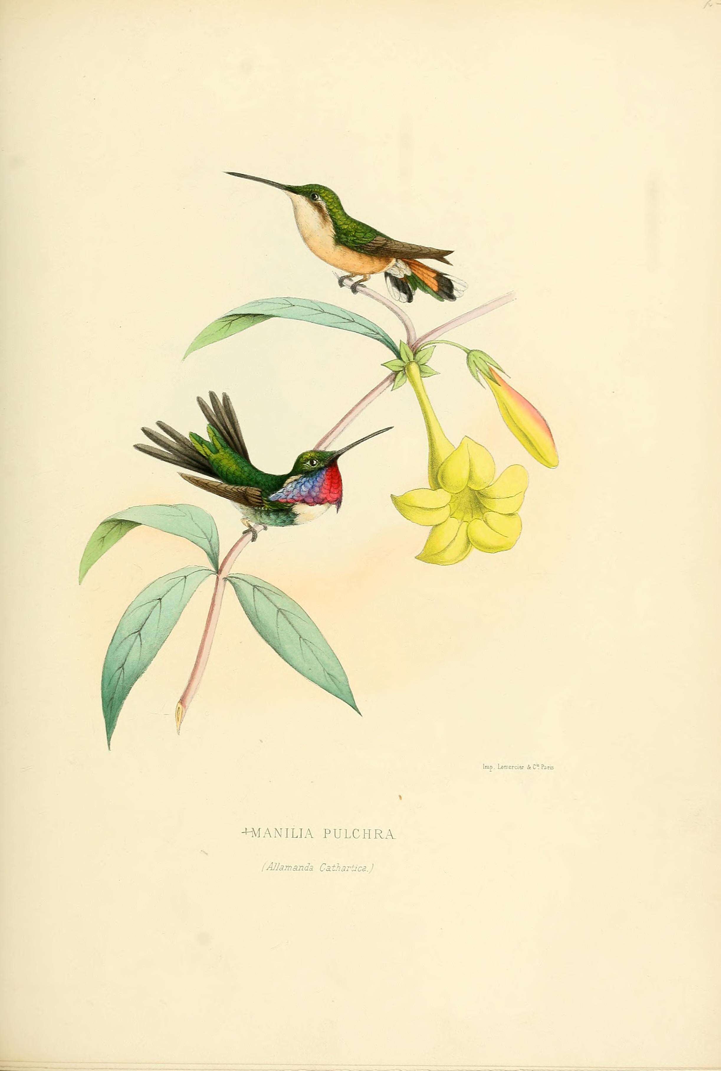 Plancia ëd Calothorax pulcher Gould 1859