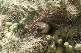 Image of Cactus Wren