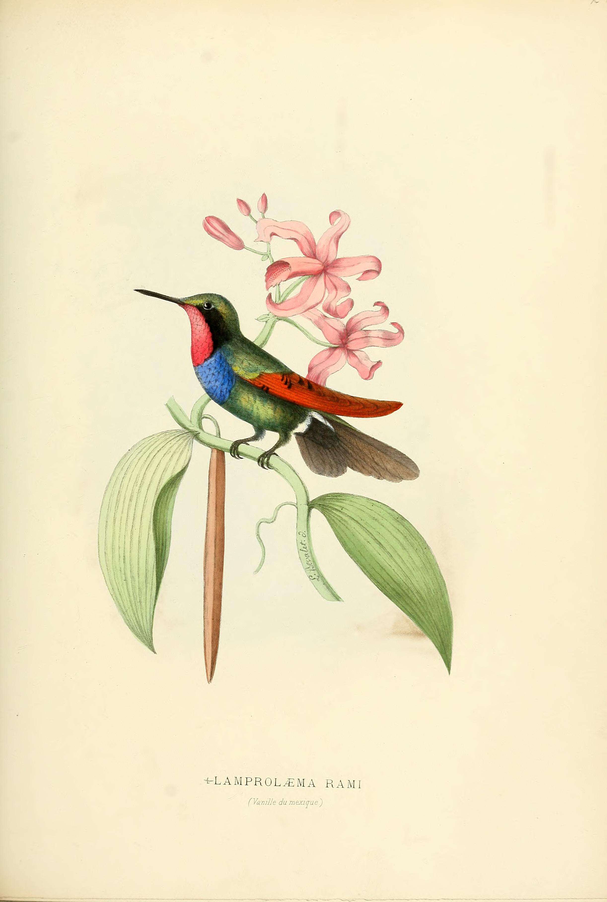 Image of Lamprolaima Reichenbach 1854