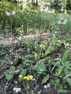 Image of Taraxacum mongolicum Hand.-Mazz.