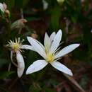 Image of Clematis gentianoides DC.