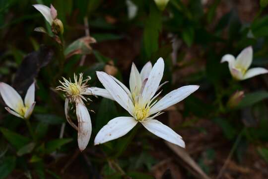 Image of Clematis gentianoides DC.