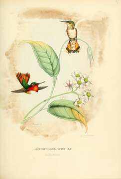 Image of Selasphorus Swainson 1832