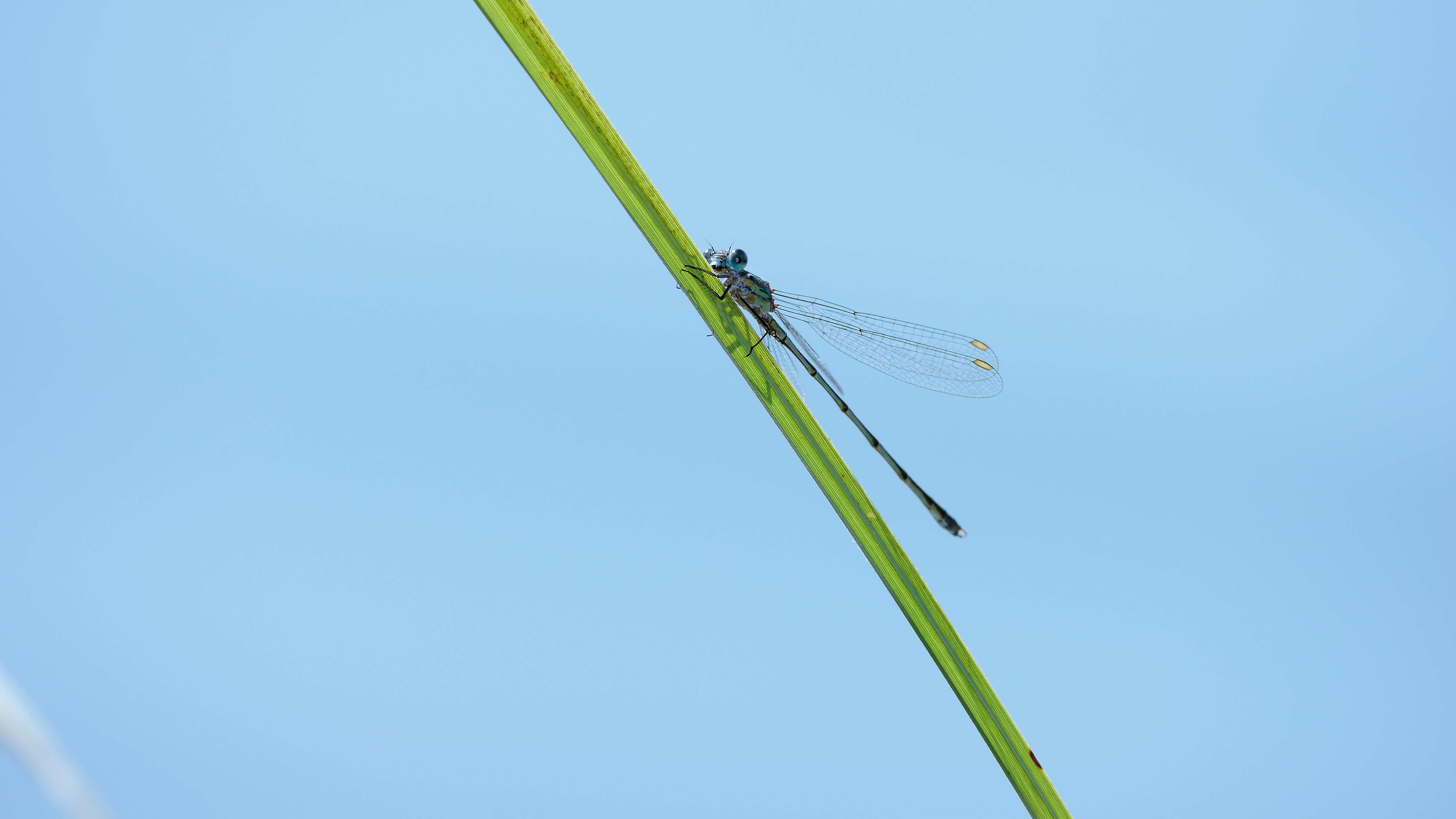 Image of Chalcolestes Kennedy 1920