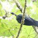 Image of Wattled Guan