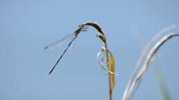 Image of Chalcolestes Kennedy 1920