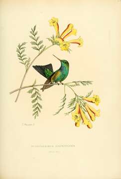 Image of Red-billed Emerald