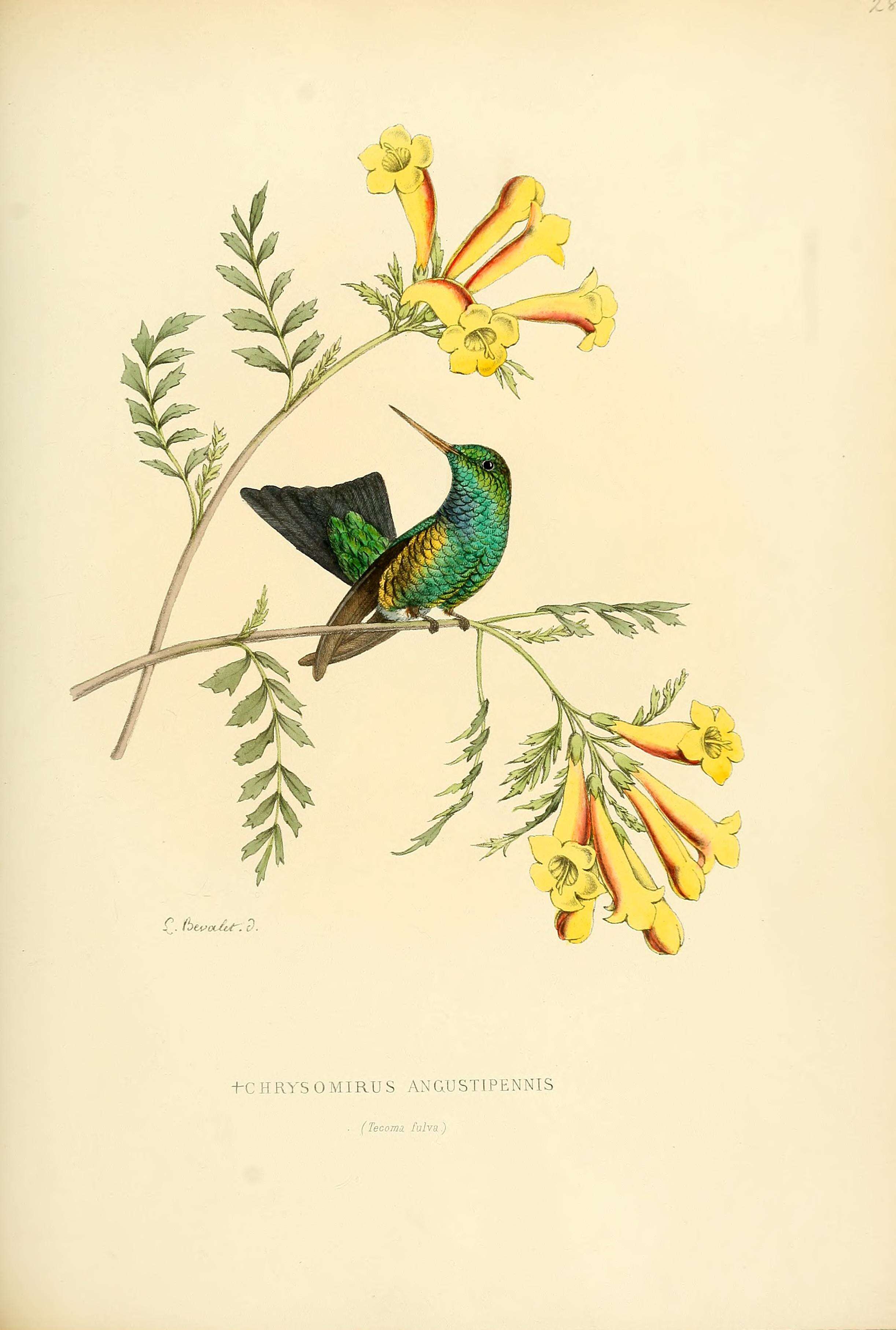 Chlorostilbon gibsoni (Fraser 1840) resmi