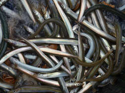 Image of Lesser Sand-eel