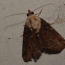 Image of Lophoptera hemithyris Hampson 1905