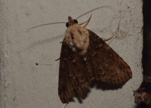 Image of Lophoptera hemithyris Hampson 1905