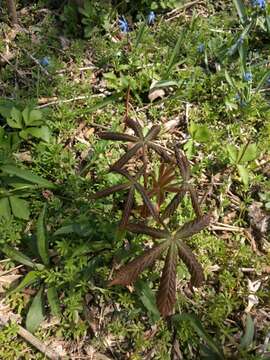 Imagem de Aesculus glabra Willd.